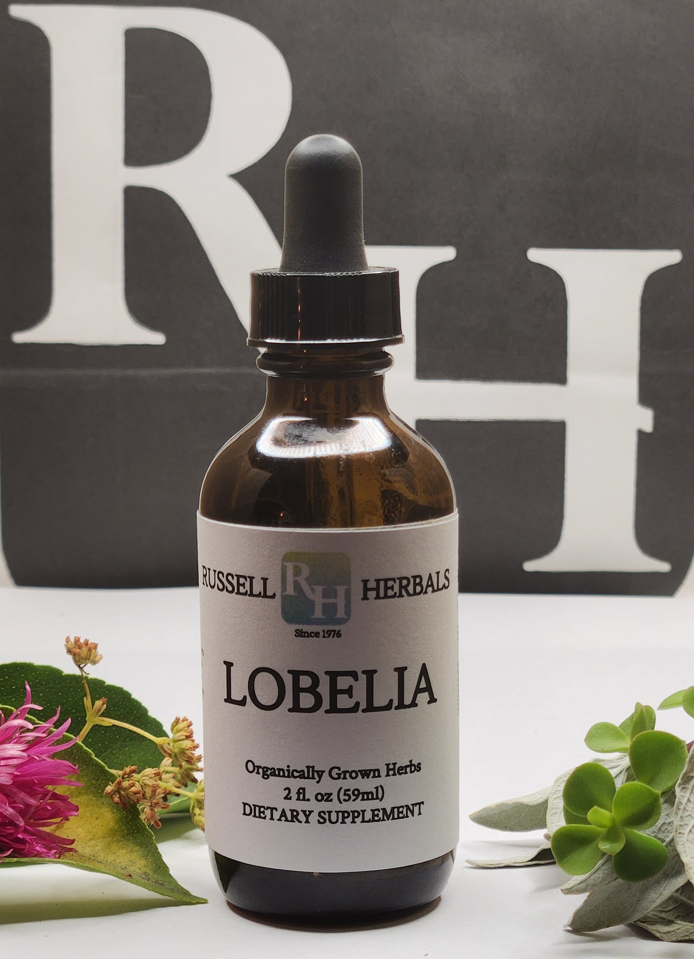 Lobelia